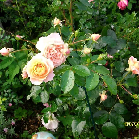 Gaestehaus Hemmerdeich-alte Schule Oldenswort